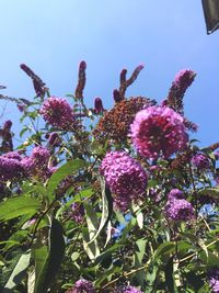 Close-up of pink flowering plant