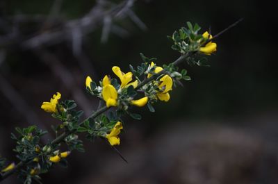 Close-up of yellow flowering plant