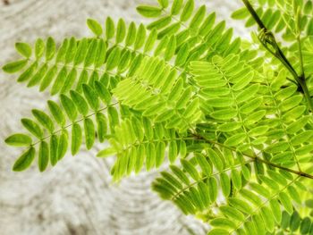 Close-up of green leaves