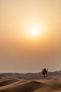 Silhouette trees on desert against sky during sunset