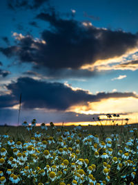 Close-up of flowers growing in field against sky during sunset