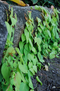 Close-up of fresh green plant