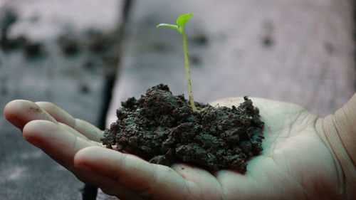 Close-up of hand holding plant