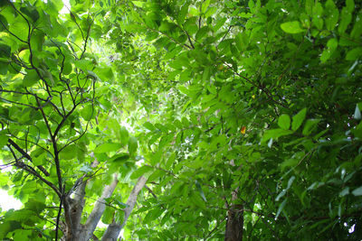 Low angle view of tree leaves