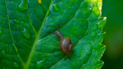 Close-up of snail on leaf