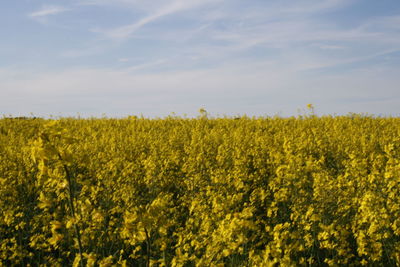 Scenic view of oilseed rape field against sky