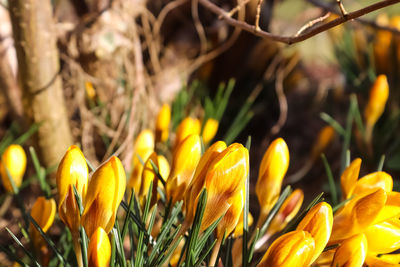 Close-up of yellow flowering plant on field