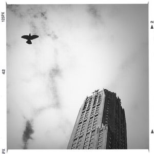 Low angle view of birds flying in sky