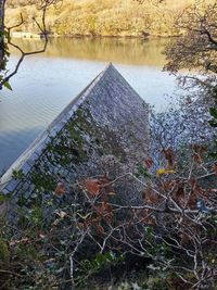 Reflection of trees in water