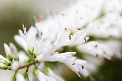 Close-up of white cherry blossoms