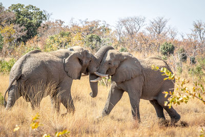 Side view of elephant