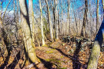 Bare trees in forest against sky