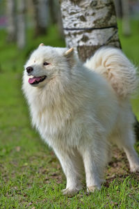 High angle view of dog looking away on field