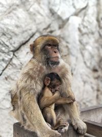 Close-up of monkey sitting outdoors