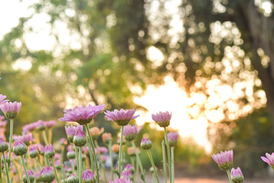 Pink chrysanthemum flower in field with flare from sunshine and sweet warm bokeh background.