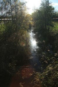 Reflection of trees in water