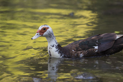 Muscovy ducks