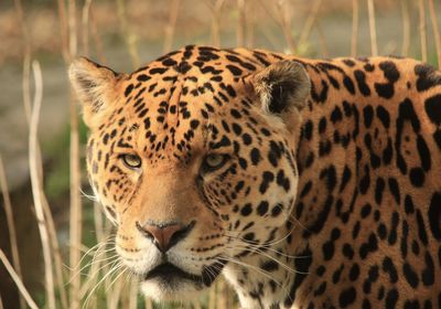 Close-up portrait of jaguar