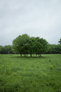 Trees on field against sky