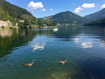 Swans swimming in lake against sky