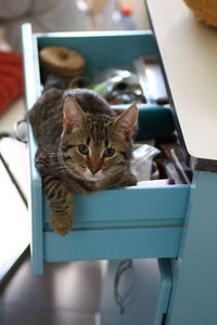 Portrait of cat sitting on table