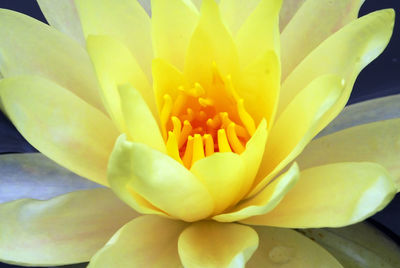 Close-up of yellow flower