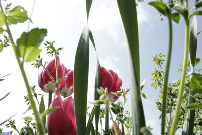 Close-up of red flowers blooming against sky