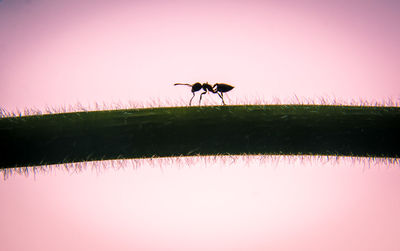 Close-up of silhouette insect against pink sky