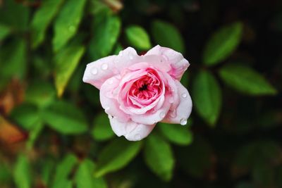 Close-up of pink rose