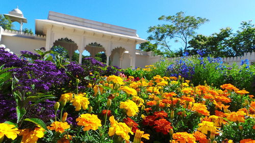 Flowers growing on plant against building