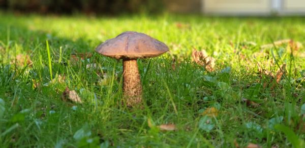 Close-up of mushroom growing on field