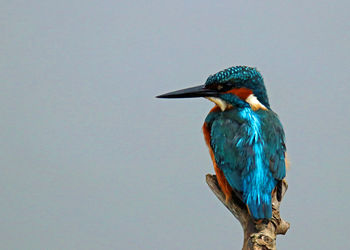 Close-up of bird perching against clear blue sky