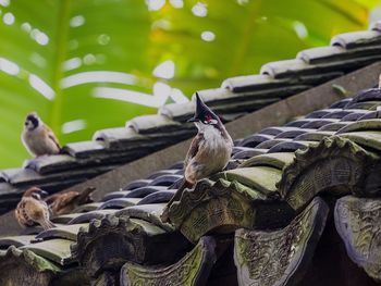 Low angle view of birds perching on roof