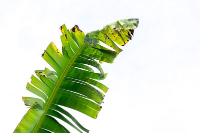 Low angle view of insect on leaves