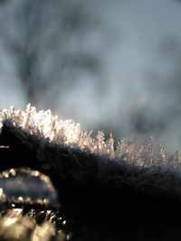 Close-up of tree against sky during winter