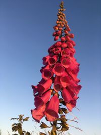 Low angle view of red flowering plant against clear sky