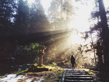 Man standing by trees in forest against bright sun