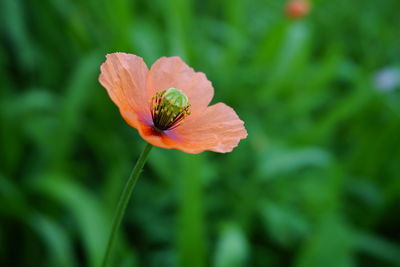 Close-up of orange poppy flower