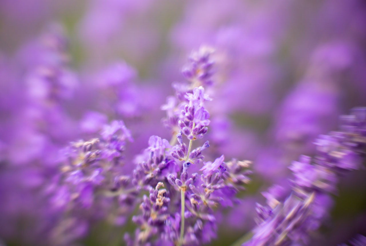 CLOSE-UP OF PURPLE FLOWERING PLANT IN FIELD