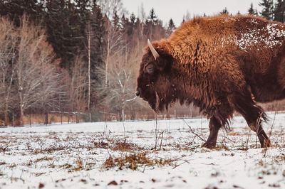 A bison walks on the field at winter with the forest on the background