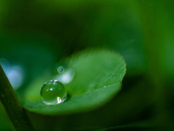 Close-up of water drops on plant