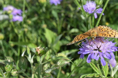 Butterfly on purple flower