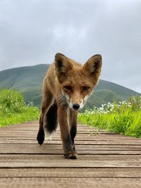  special encounter  with a fox in kamchatka 