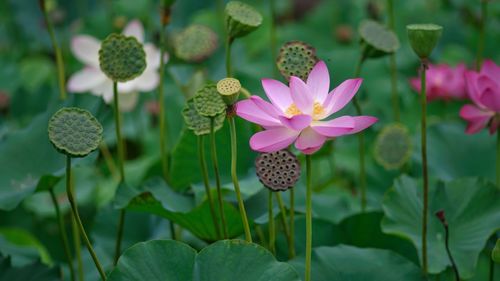 Lotus in bloom