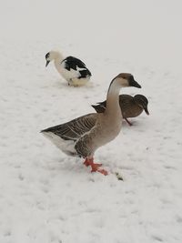 Birds in frozen lake during winter