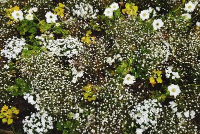 Close-up of flowers blooming outdoors