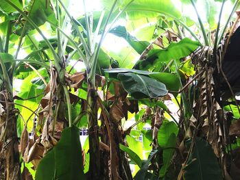 Low angle view of banana tree