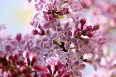 Close-up of pink flowers against sky