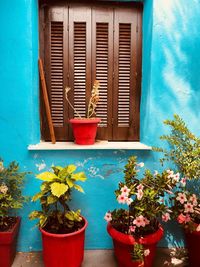 Potted plants on window sill