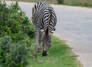 Zebra in the wild and savannah landscape of africa